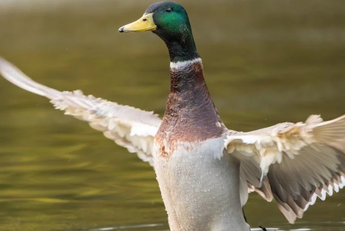 Traumdeutung: Vorstellungsgespräch