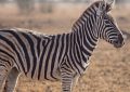 35 Traumdeutungen von Zebras