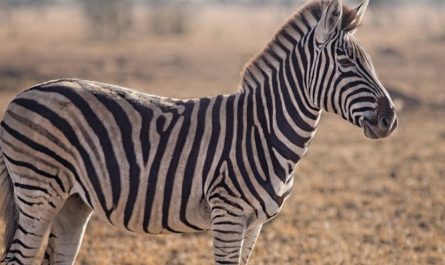 35 Traumdeutungen von Zebras