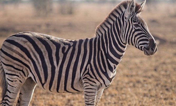 35 Traumdeutungen von Zebras