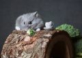 57 Traumdeutungen über Hamster