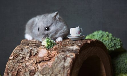 57 Traumdeutungen über Hamster