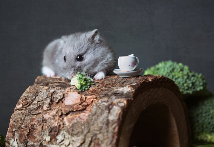 57 Traumdeutungen über Hamster