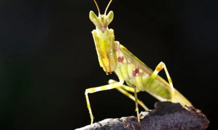 38 Traumdeutungen von Gottesanbeterinnen