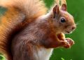 50 Traumdeutungen von Eichhörnchen