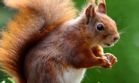 50 Traumdeutungen von Eichhörnchen