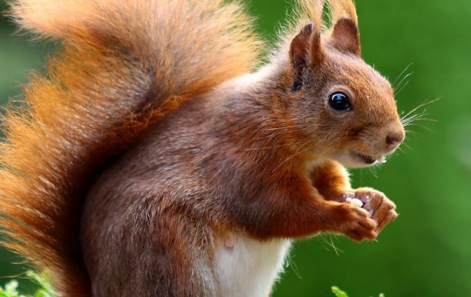 50 Traumdeutungen von Eichhörnchen