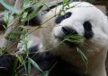 Traumdeutung: Pandas