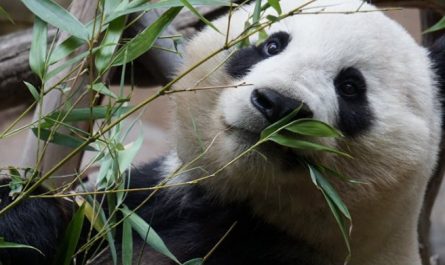 Traumdeutung: Pandas