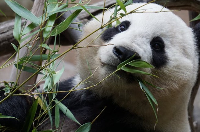 Traumdeutung: Pandas
