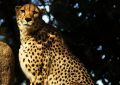 46 Traumdeutungen eines Leoparden