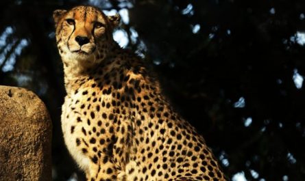 46 Traumdeutungen eines Leoparden