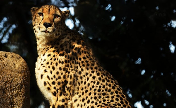 46 Traumdeutungen eines Leoparden