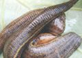 30 Traumdeutungen von Blutegeln