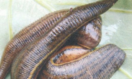 30 Traumdeutungen von Blutegeln
