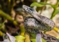 65 Traumdeutungen von Pythons