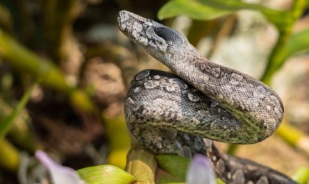65 Traumdeutungen von Pythons