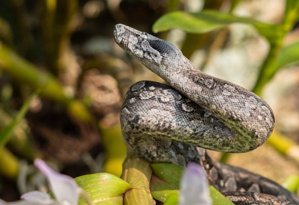65 Traumdeutungen von Pythons