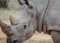 Traumdeutung: Nashorn