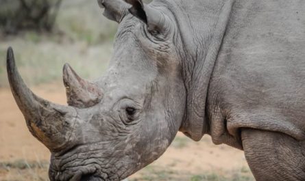 Traumdeutung: Nashorn