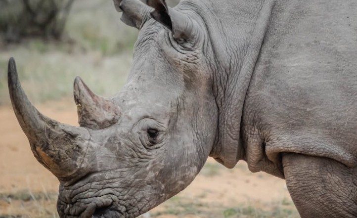 Traumdeutung: Nashorn