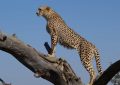 Traumdeutung: Gepard
