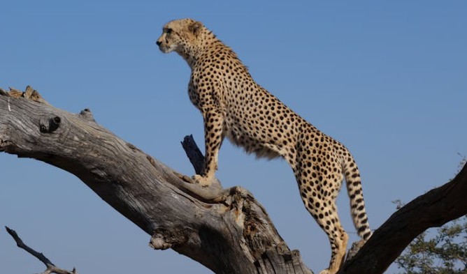 Traumdeutung: Gepard