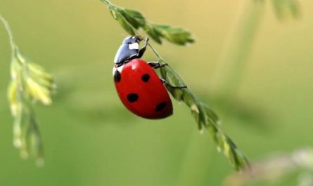 Traumdeutung: Marienkäfer