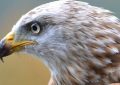 Traumdeutung: Falke