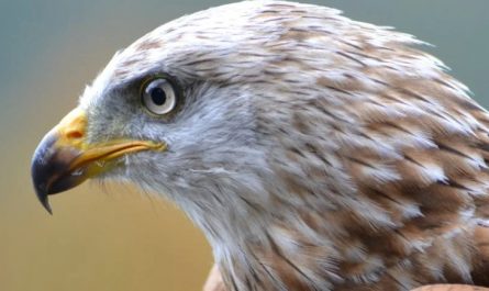 Traumdeutung: Falke