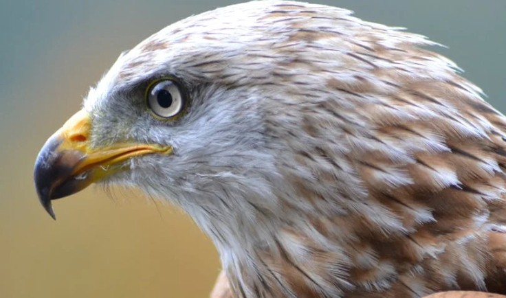Traumdeutung: Falke