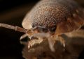 Traumdeutung: Parasiten