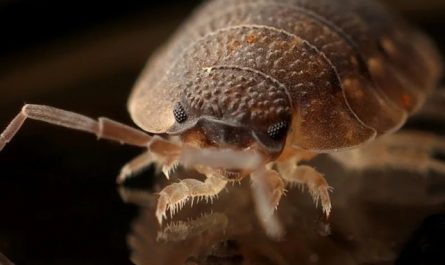 Traumdeutung: Parasiten