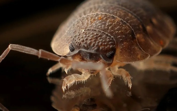 Traumdeutung: Parasiten