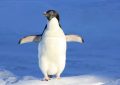 Traumdeutung: Pinguine