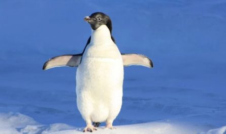 Traumdeutung: Pinguine