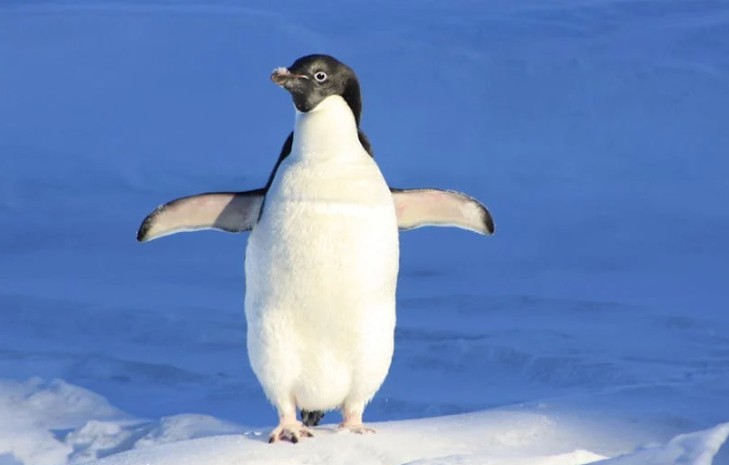Traumdeutung: Pinguine