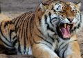 Traumdeutung: Weißer Tiger