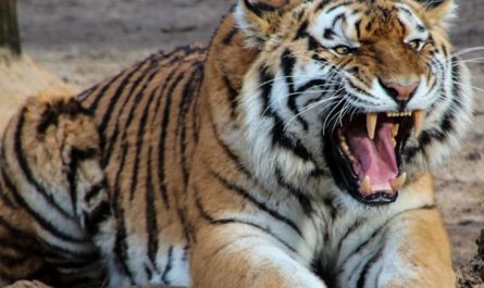 Traumdeutung: Weißer Tiger