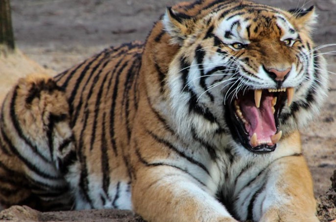 Traumdeutung: Weißer Tiger