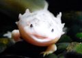 Traumdeutung: Salamander und Molche