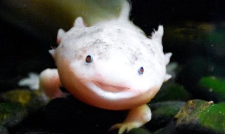 Traumdeutung: Salamander und Molche