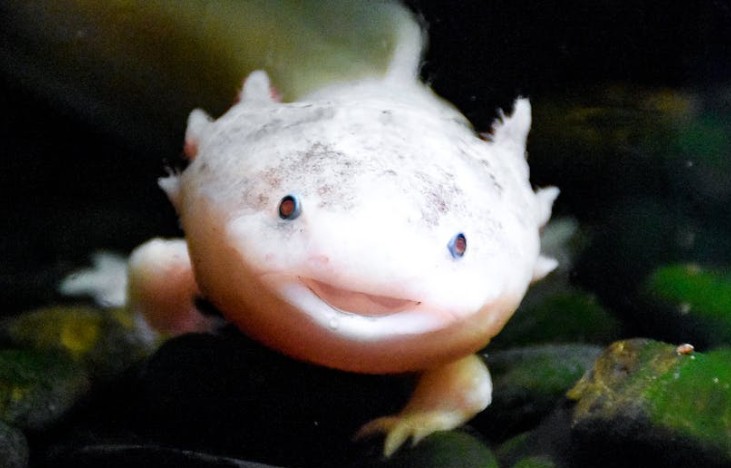 Traumdeutung: Salamander und Molche