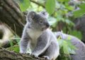 Traumdeutung: Koalas