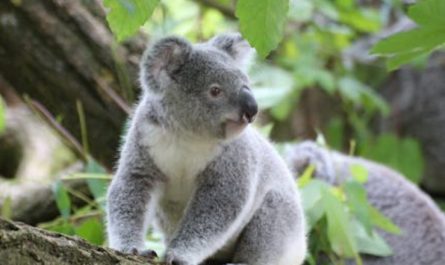 Traumdeutung: Koalas