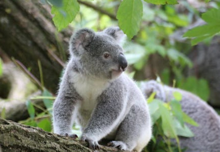 Traumdeutung: Koalas