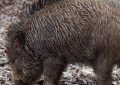Traumdeutung: Wildschweine