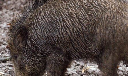 Traumdeutung: Wildschweine
