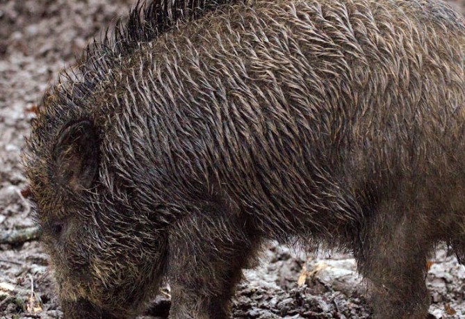 Traumdeutung: Wildschweine